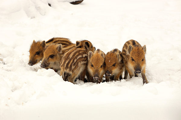 Wildschwein, Wild-Schwein, Schwarzwild, Sus scrofa, wild boar, pig, wild boar