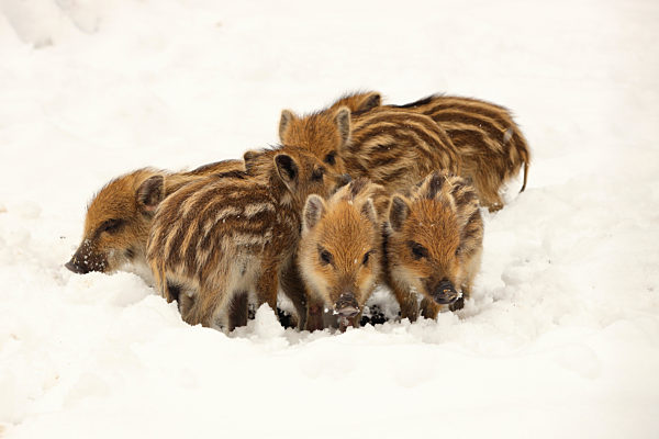Wildschwein, Wild-Schwein, Schwarzwild, Sus scrofa, wild boar, pig, wild boar