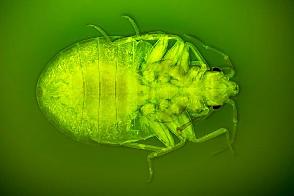 Gemeine Bettwanze, Bettwanze, Bett-Wanze, Hauswanze, Haus-Wanze, Cimex lectularius, Bedbug, Common bedbug, Wall-louse