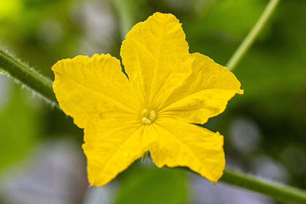 Gurke, Salatgurke, Schlangengurke, Cucumis sativus, cucumber