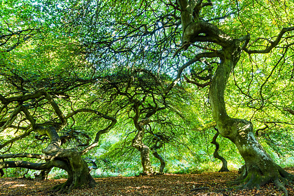 Suentelbuche, Krueppelbuche, Fagus sylvatica var. suentelensis, dwarf beech, twisted beech, parasol beech