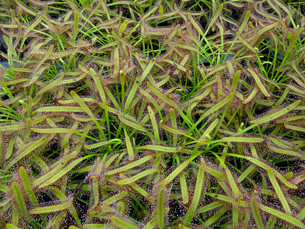 Sonnentaugewaechse, Droseraceae, sundew family