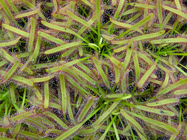 Sonnentaugewaechse, Droseraceae, sundew family