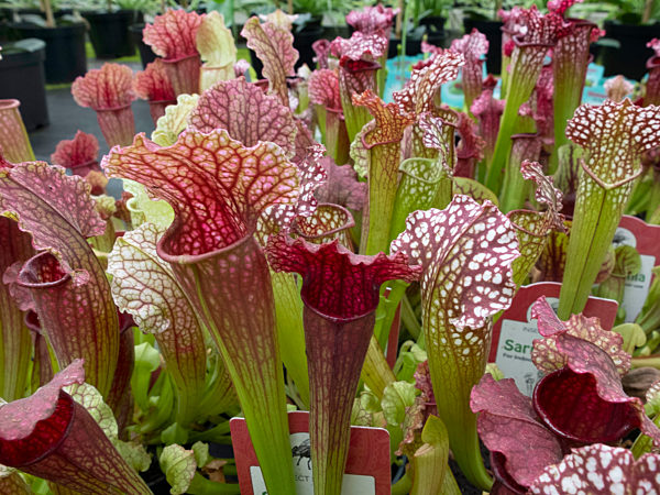 Schlauchpflanze Sarracenia, Sarracenia spec, pitcher plant