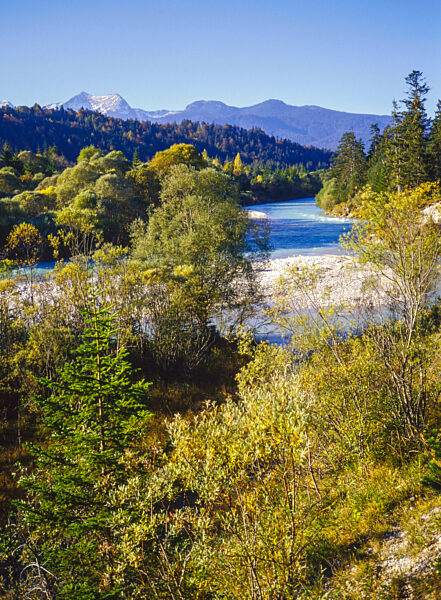 einer der wenigen urspruenglich verbliebenen flussabschnitte der jungen isar zwischen mittenwald und kruen; im hintergrund das estergebirge. a small proportion of the isar-river, which remained untouched by regulating measures; the estergebirge is in the