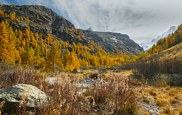 Europaeische Laerche, Larix decidua, Larix europaea, common larch, European larch