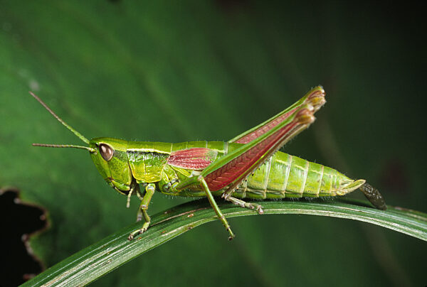 Kleine Goldschrecke, Chrysochraon brachypterus, Euthystira brachyptera, small gold grasshopper