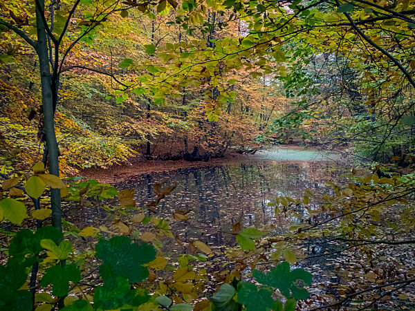 Alstertal mit herbstlicher Blattverfaerbung der Rotbuchen, Alstertal with autumnal foliage of the copper beech trees