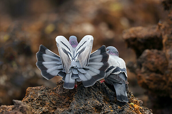 Felsentaube, Felsen-Taube, Columba livia, feral rock pigeon