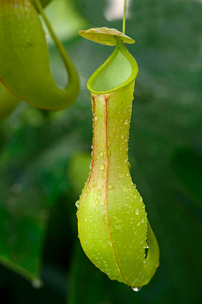 Kannenpflanze, Nepenthes alata, Nepenthes alata, pitcher plant