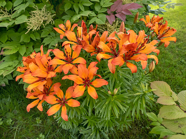 Feuer-Lilie, Feuerlilie, Lilium bulbiferum, orange lily