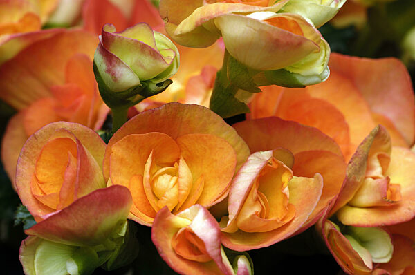 Begonie, Begonia  spec., Deutschland Brandenburg