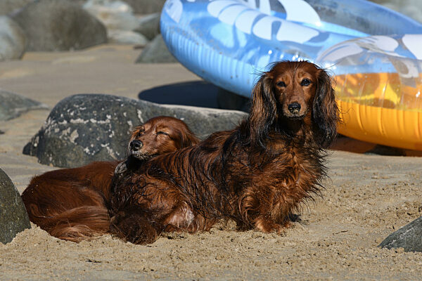 Langhaardackel, Langhaar-Dackel, Langhaarteckel, Langhaar-Teckel, Teckel, Dachshund, Canis lupus f. familiaris, Long-haired Dachshund, Long-haired sausage dog, domestic dog