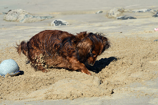 Langhaardackel, Langhaar-Dackel, Langhaarteckel, Langhaar-Teckel, Teckel, Dachshund, Canis lupus f. familiaris, Long-haired Dachshund, Long-haired sausage dog, domestic dog