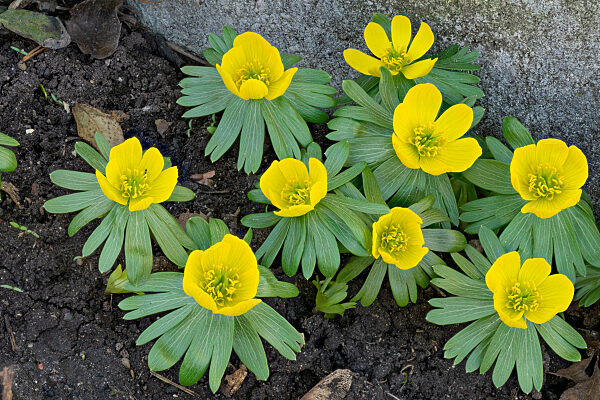 Kleiner Winterling, Eranthis hyemalis, winter aconite