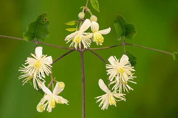 Gemeine Waldrebe, Gewoehnliche Waldrebe, Clematis vitalba, Travelers Joy, Old Man's Beard
