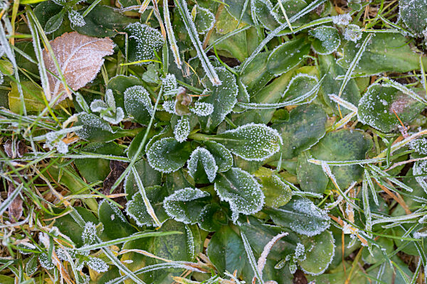 Gaensebluemchen, Massliebchen, Tausendschoenchen, Bellis perennis, common daisy, lawn daisy, English daisy