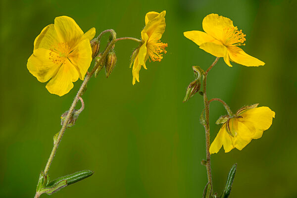 Sonnenroeschen, Helianthemum, rockrose