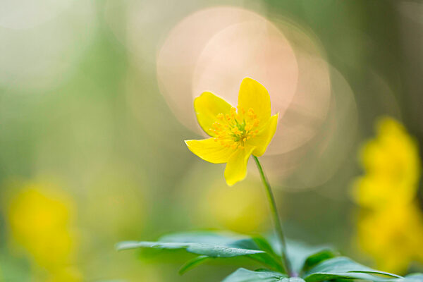 Gelbes Windroeschen, Gelbes Buschwindroeschen, Anemone ranunculoides, yellow anemone, yellow wood anemone, buttercup anemone