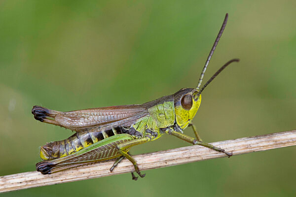 Gemeiner Grashuepfer, Chorthippus parallelus, Pseudochorthippus parallelus, Chorthippus longicornis, common meadow grasshopper