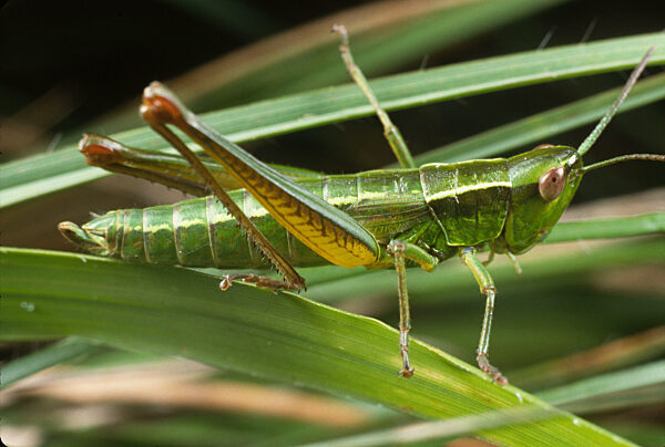 Kleine Goldschrecke, Chrysochraon brachypterus, Euthystira brachyptera, small gold grasshopper