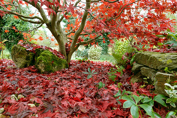 Fächer-Ahorn (Acer palmatum) ,Blätter in roter Herbstfärbung