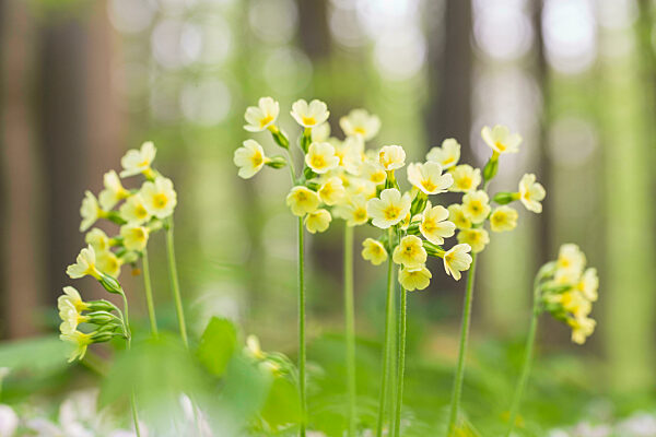 Hohe Schluesselblume, Hohe Primel, Schluesselbluemchen, Himmelschluessel, Wald-Schluesselblume, Waldschluesselblume, Primula elatior, True oxlip