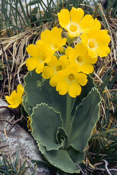 Alpen-Aurikel, Alpenaurikel, Alpen-Primel, Alpenprimel, Primula auricula, Dusty Miller, Garden Auricula