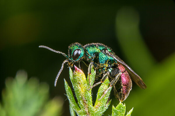 Sand-Goldwespe, Sandgoldwespe, Hedychrum nobile, Gold wasp