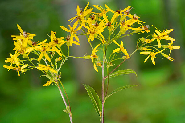 Fuchssches Greiskraut, Fuchs' Greiskraut, Fuchs-Greiskraut, Fuchsgreiskraut, Kahles Hain-Greiskraut, Kahles Haingreiskraut, Senecio ovatus, Senecio fuchsii, Senecio nemorensis ssp. fuchsii, Wood ragwort