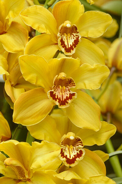 Cymbidie, Cymbidium-Hybride, cymbidium orchid, hybrid