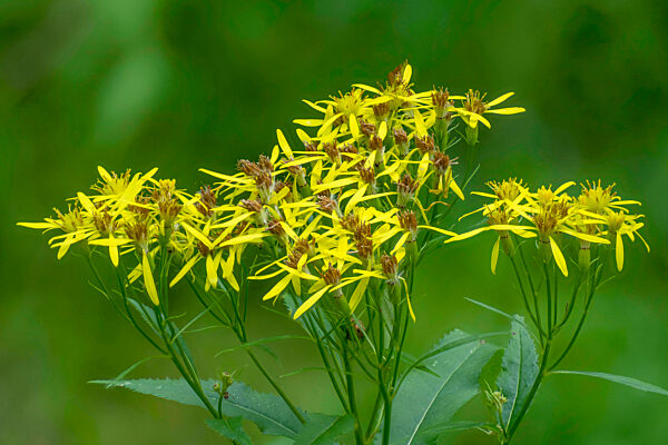 Fuchssches Greiskraut, Fuchs' Greiskraut, Fuchs-Greiskraut, Fuchsgreiskraut, Kahles Hain-Greiskraut, Kahles Haingreiskraut, Senecio ovatus, Senecio fuchsii, Senecio nemorensis ssp. fuchsii, Wood ragwort