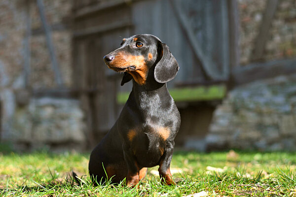 Kurzhaardackel, Kurzhaar-Dackel, Kurzhaarteckel, Kurzhaar-Teckel, Teckel, Dachshund, Canis lupus f. familiaris, Short-haired Dachshund, Short-haired sausage dog, domestic dog