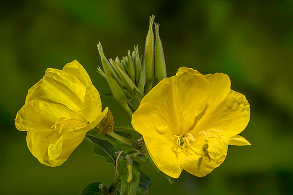 Gemeine Nachtkerze. Gew?hnliche Nachtkerze, Oenothera biennis, common evening primrose