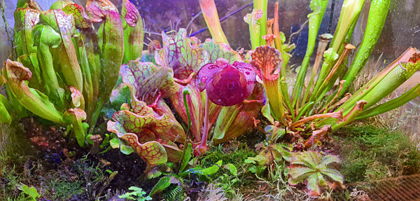 Braunrote Schlauchpflanze, Sarracenia purpurea, northern pitcher plant