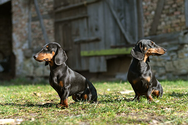 Kurzhaardackel, Kurzhaar-Dackel, Kurzhaarteckel, Kurzhaar-Teckel, Teckel, Dachshund, Canis lupus f. familiaris, Short-haired Dachshund, Short-haired sausage dog, domestic dog