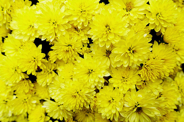 Garten-Chrysantheme, Herbst-Chrysantheme, Winter-Aster, Gartenchrysantheme, Herbstchrysantheme, Winteraster, Dendranthema x grandiflorum, Dendranthema grandiflorum, Dendranthema indica, Chrysanthemum indicum, Chrysanthemum grandiflorum, Chrysanthemum x gra