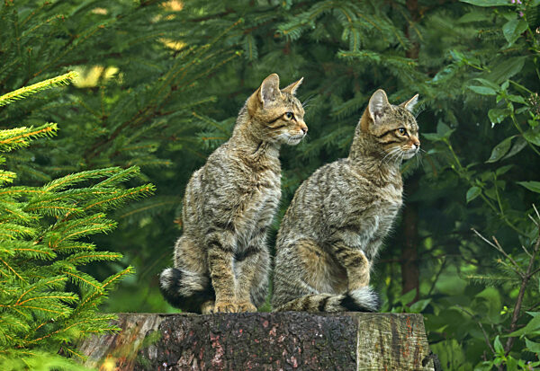 Wildkatze, Wild-Katze, Europaeische Wildkatze, Waldkatze, Wald-Katze, Felis silvestris silvestris, European wildcat, forest wildcat