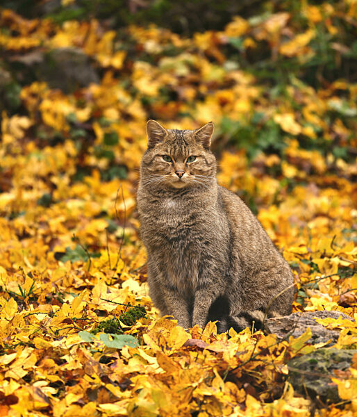Wildkatze, Wild-Katze, Europaeische Wildkatze, Waldkatze, Wald-Katze, Felis silvestris silvestris, European wildcat, forest wildcat