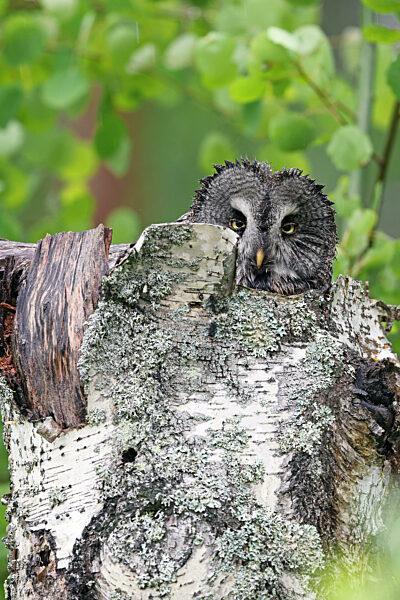 Bartkauz, Bart-Kauz, Strix nebulosa, great grey owl