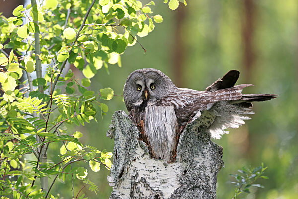 Bartkauz, Bart-Kauz, Strix nebulosa, great grey owl