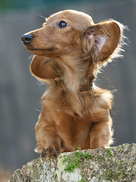 Langhaardackel, Langhaar-Dackel, Langhaarteckel, Langhaar-Teckel, Teckel, Dachshund, Canis lupus f. familiaris, Long-haired Dachshund, Long-haired sausage dog, domestic dog