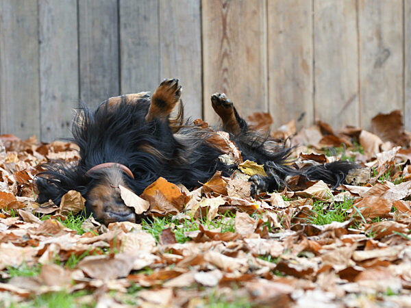 Langhaardackel, Langhaar-Dackel, Langhaarteckel, Langhaar-Teckel, Teckel, Dachshund, Canis lupus f. familiaris, Long-haired Dachshund, Long-haired sausage dog, domestic dog