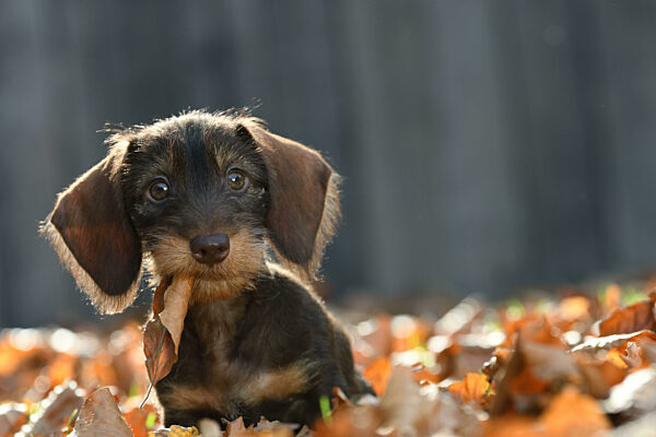 Rauhhaardackel, Rauhhaar-Dackel, Rauhaardackel, Rauhaar-Dackel, Rauhhaarteckel, Rauhaarteckel, Rauhaar-Teckel, Rauhhaar-Teckel, Teckel, Dachshund, Canis lupus f. familiaris, Wire-haired Dachshund, Wire-haired sausage dog, domestic dog