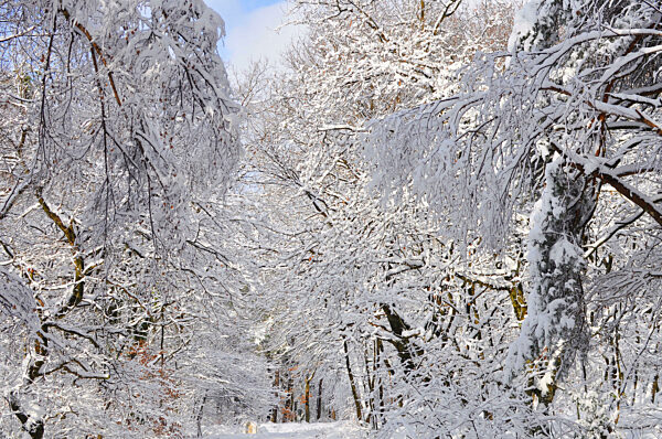 verschneite Baeume, snowcovered trees