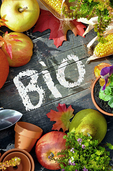 Holztisch mit Herbstdekoration und der Aufschrift Bio, wooden desk with autumn decoration. lettering Bio