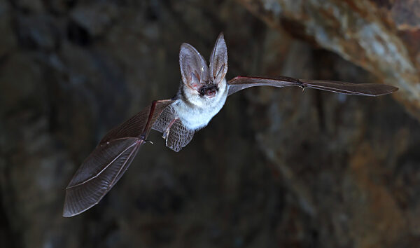 Graues Langohr, Graue Langohrfledermaus, Graue Langohr-Fledermaus, Plecotus austriacus, grey long-eared bat
