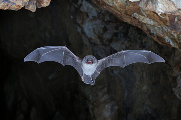 Langfluegelfledermaus, Langfluegel-Fledermaus, Schreibers Langfluegelfledermaus, Miniopterus schreibersii, Common bent-wing bat, Schreiber's bat