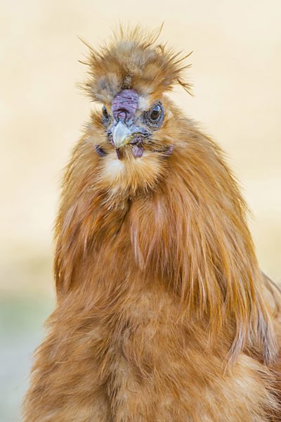 Seidenhuhn, Seiden-Huhn, Gallus gallus f. domestica, Silkie, Silky Fowl