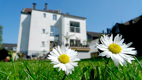 Gaensebluemchen, Massliebchen, Tausendschoenchen, Bellis perennis, common daisy, lawn daisy, English daisy